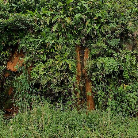 Le Petit Paradis Roseau Luaran gambar